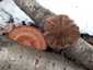 Háromszínű egyrétűtapló (Daedaleopsis confragosa var. tricolor), Budai-hegység
